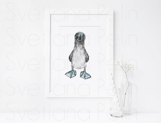 Blue-footed booby, ART PRINT Signed by Artist
