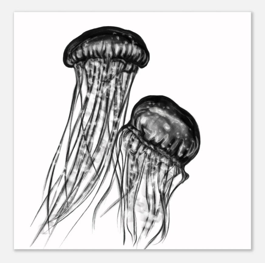 Jellyfish